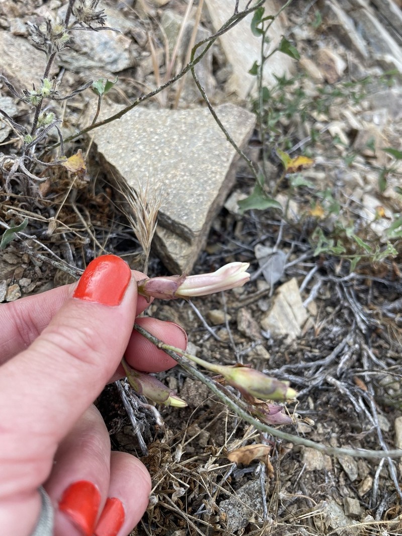 Peirson's False Bindweed photo 4