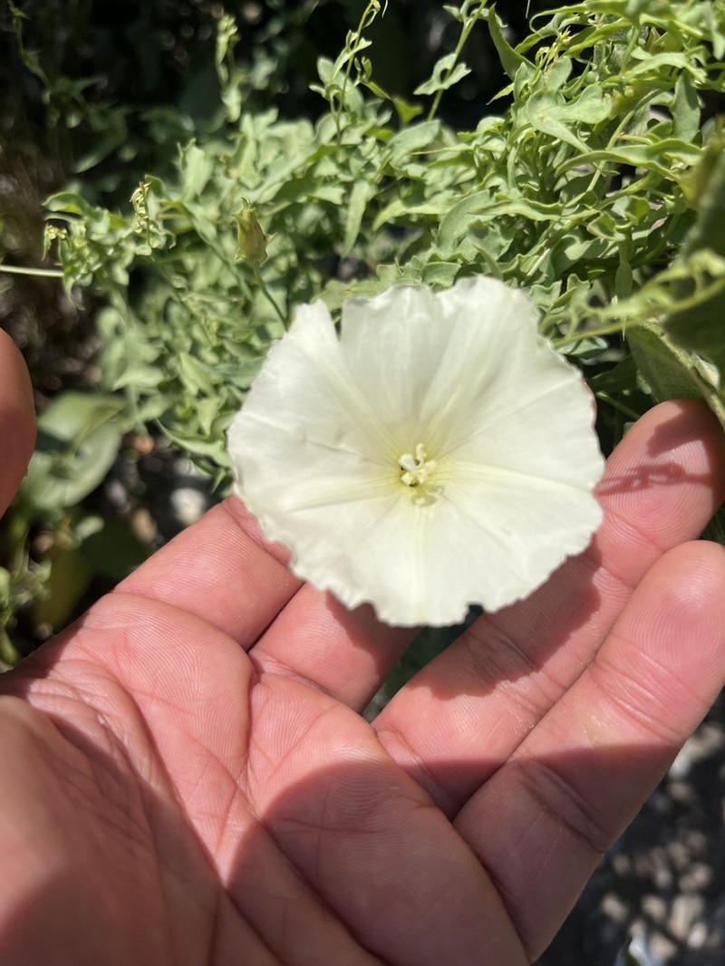 Peirson's False Bindweed photo 5