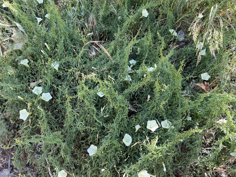 Peirson's False Bindweed photo 6