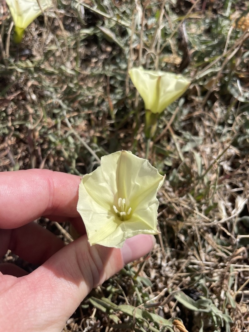 Peirson's False Bindweed photo 7