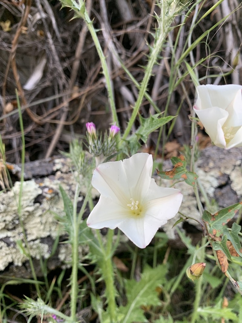 Pacific False Bindweed photo 2