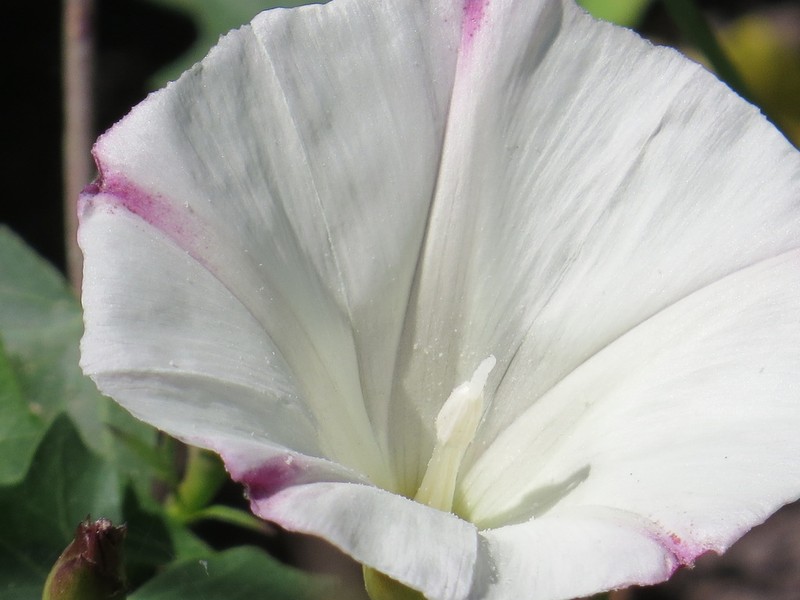 Pacific False Bindweed photo 3