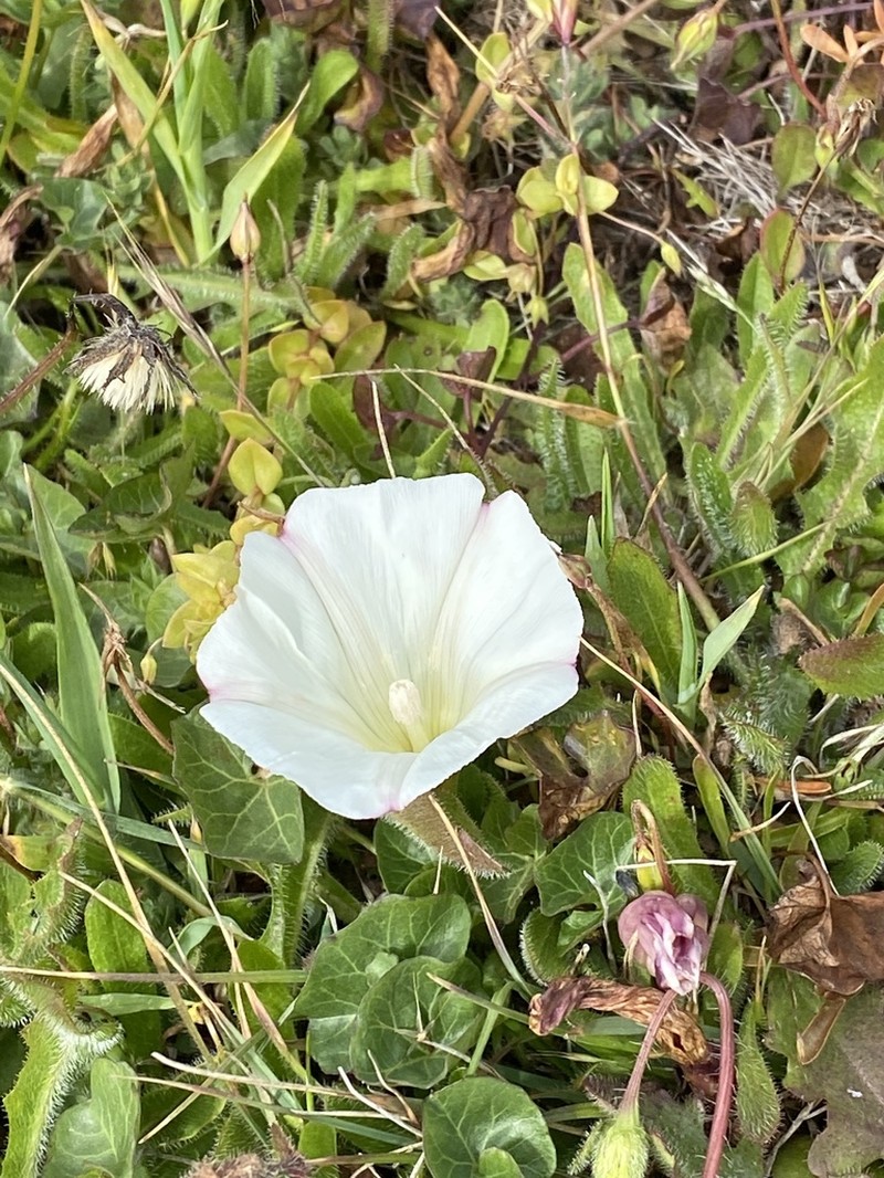 Pacific False Bindweed photo 4