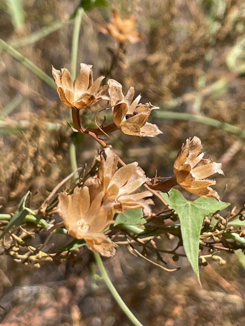 Pacific False Bindweed photo 5