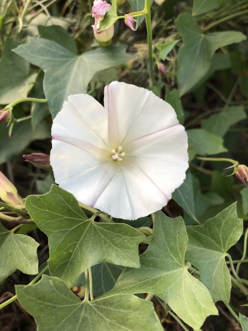 Pacific False Bindweed photo 6