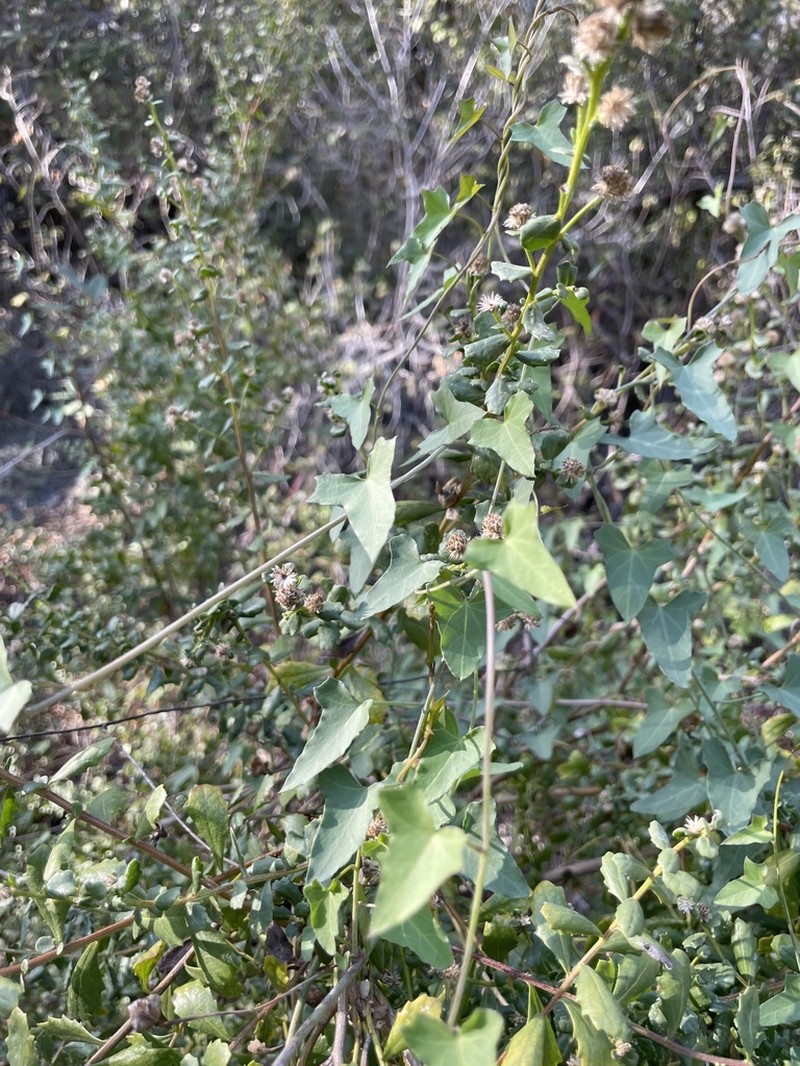 Pacific False Bindweed photo 7