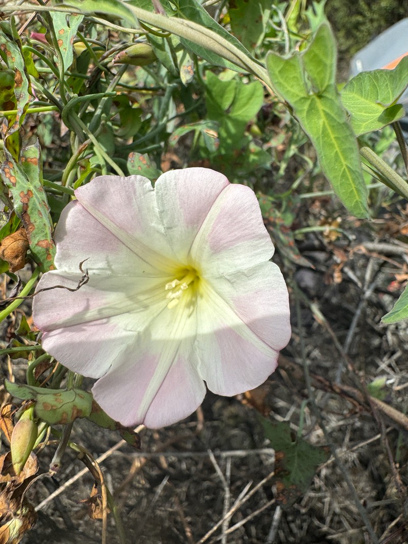 Calystegia purpurata subsp. purpurata photo 3