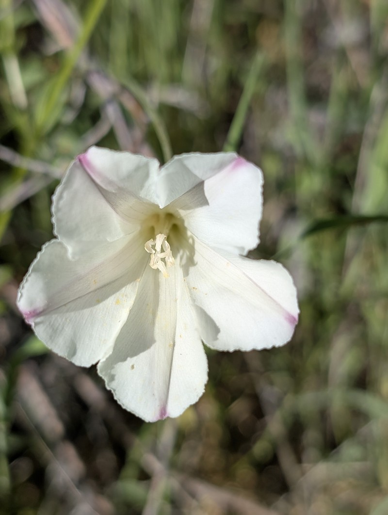 Calystegia purpurata subsp. purpurata photo 5