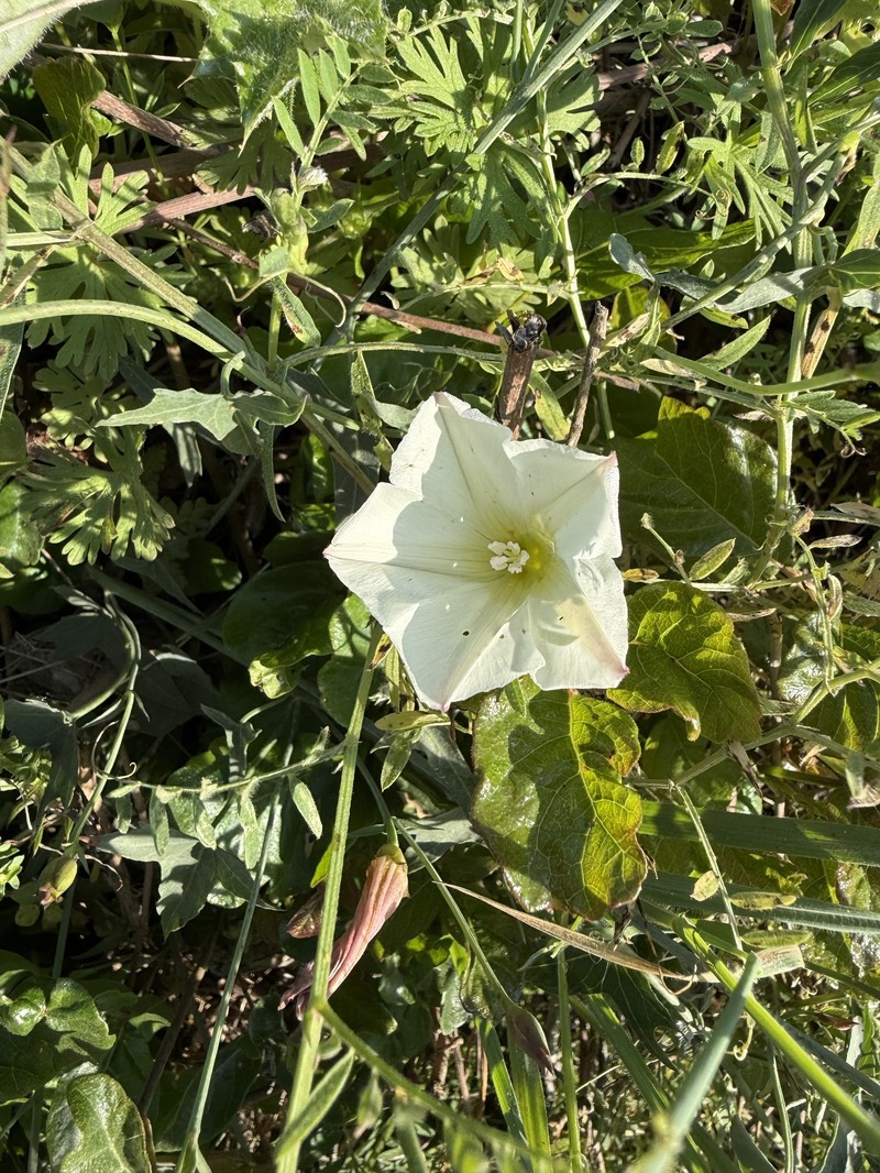 Calystegia purpurata subsp. purpurata photo 6