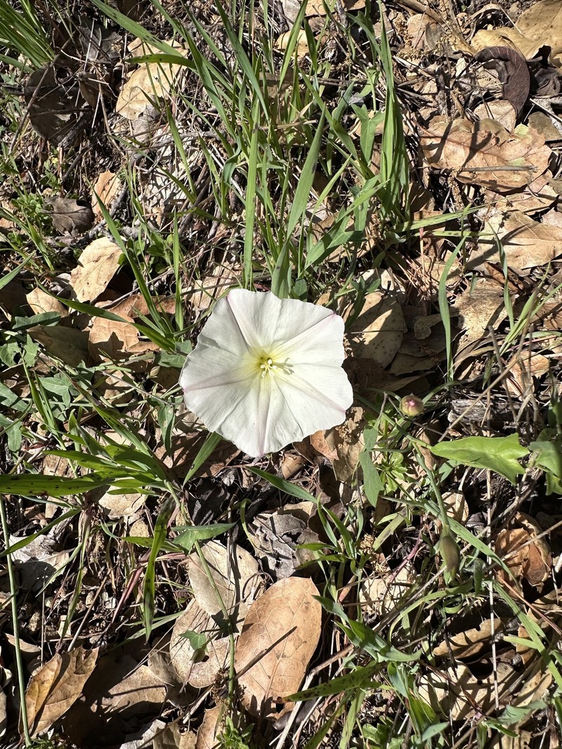 Calystegia purpurata subsp. purpurata photo 7