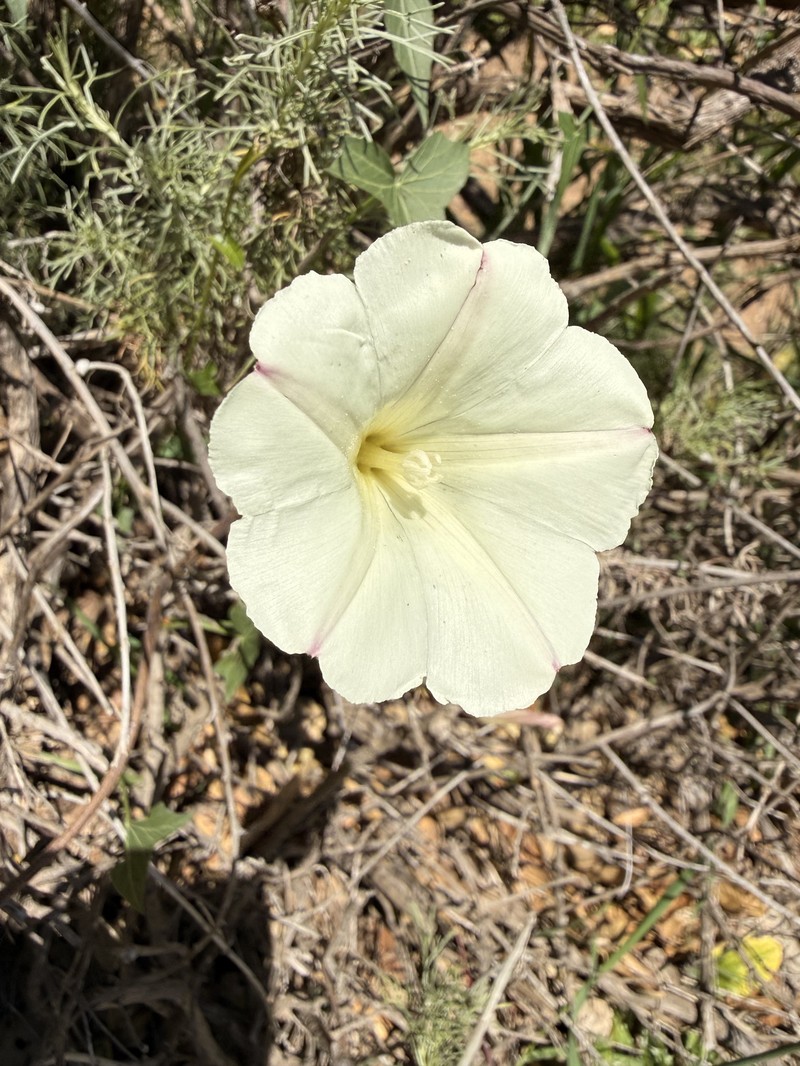 Calystegia purpurata subsp. purpurata photo 8