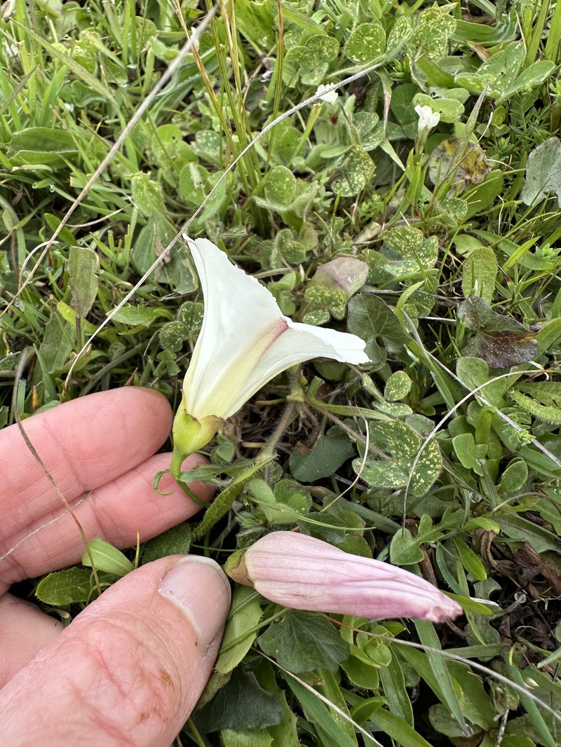 Calystegia purpurata subsp. saxicola