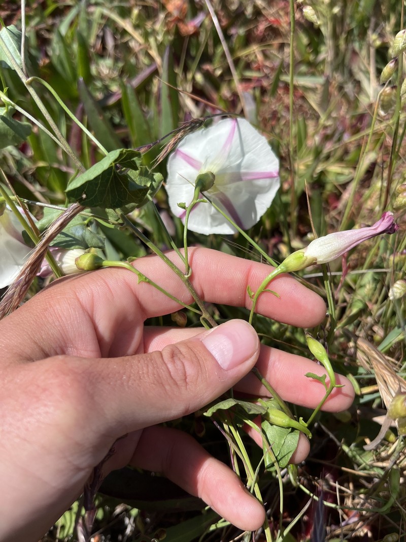 Calystegia purpurata subsp. saxicola photo 2