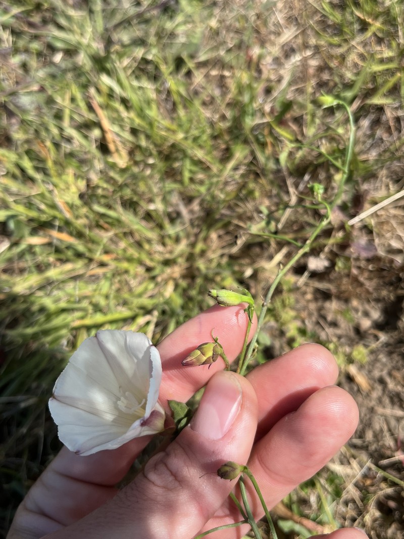 Calystegia purpurata subsp. saxicola photo 3