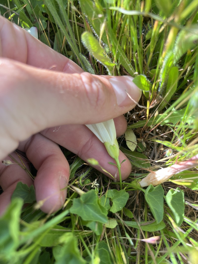 Calystegia purpurata subsp. saxicola photo 5