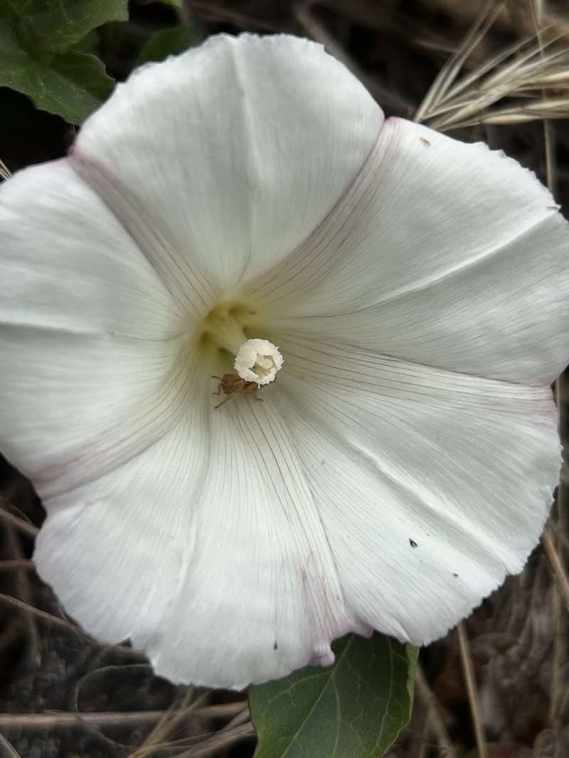 Calystegia purpurata subsp. saxicola photo 6