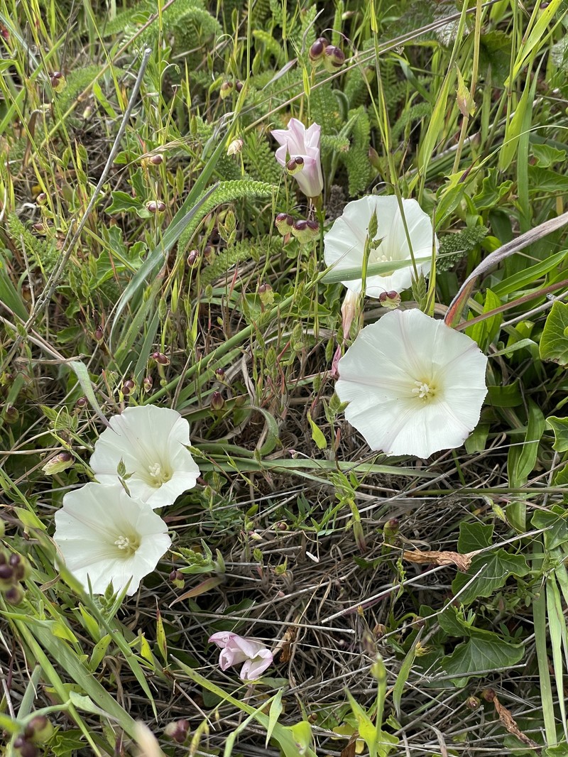 Calystegia purpurata subsp. saxicola photo 8