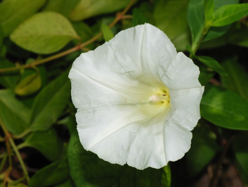 Hedge False Bindweed