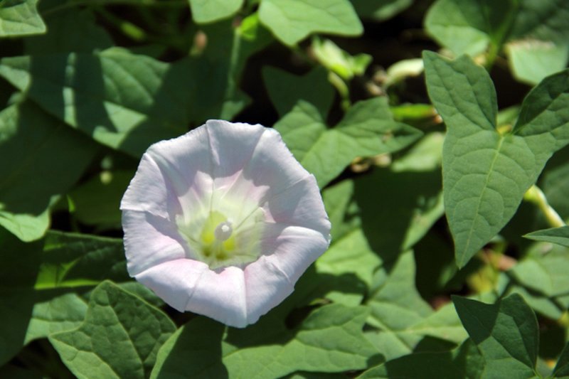 Hedge False Bindweed photo 2