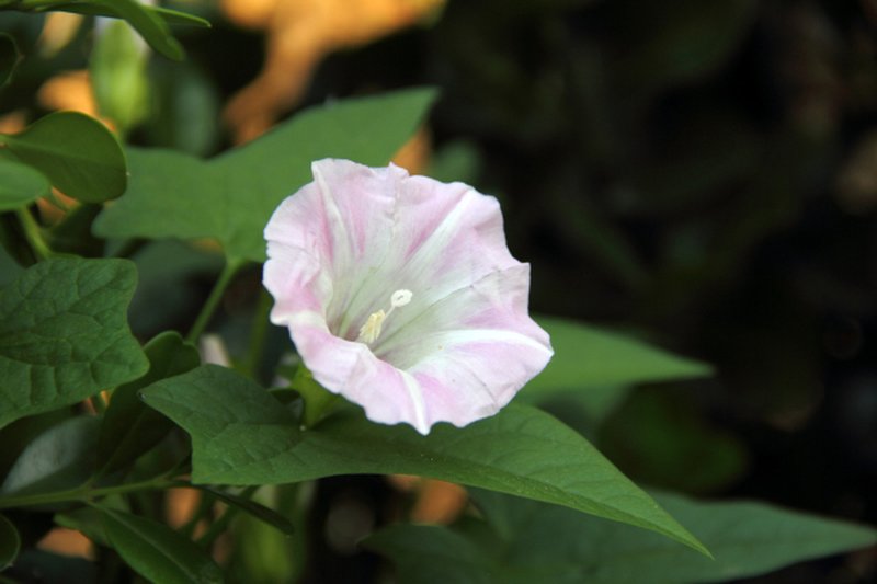 Hedge False Bindweed photo 3
