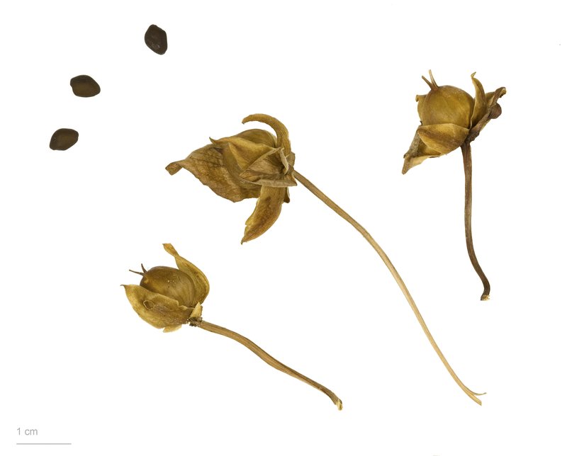 Hedge False Bindweed photo 4