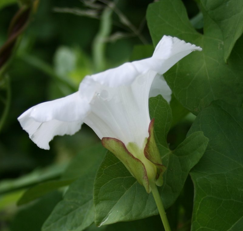 Hedge False Bindweed photo 5