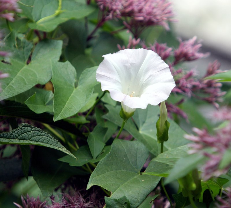 Hedge False Bindweed photo 6