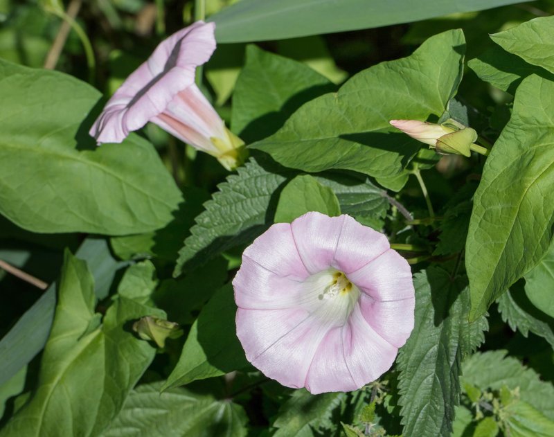 Hedge False Bindweed photo 8