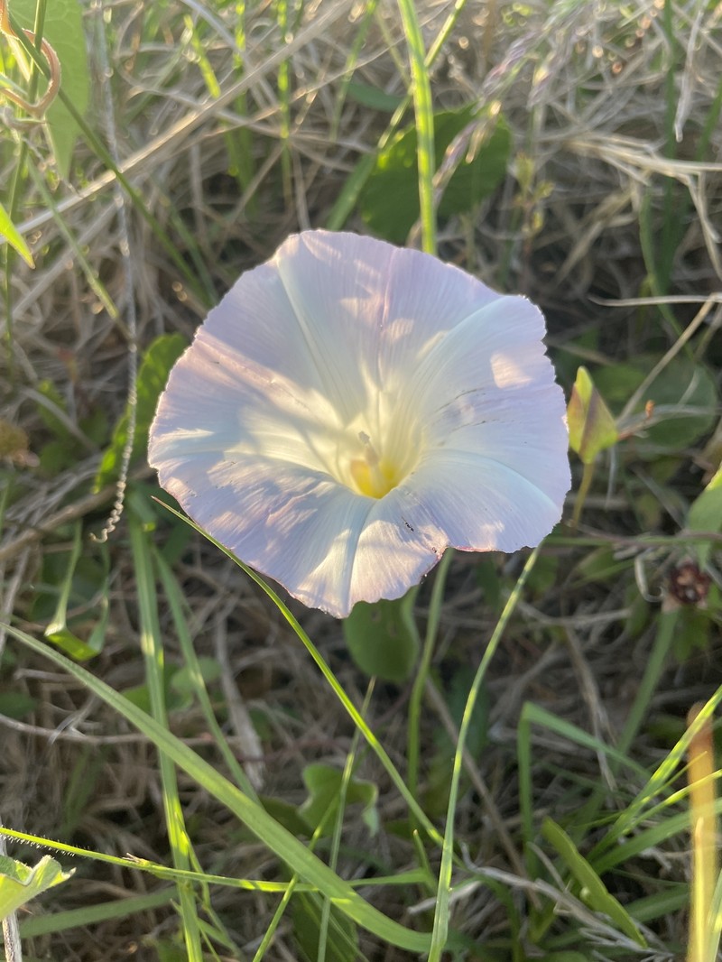 Calystegia sepium subsp. americana