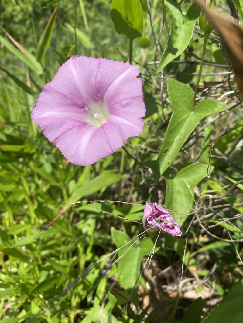 Calystegia sepium subsp. americana photo 2