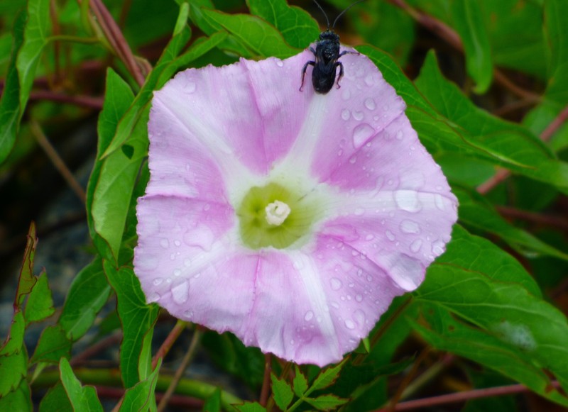 Calystegia sepium subsp. americana photo 3