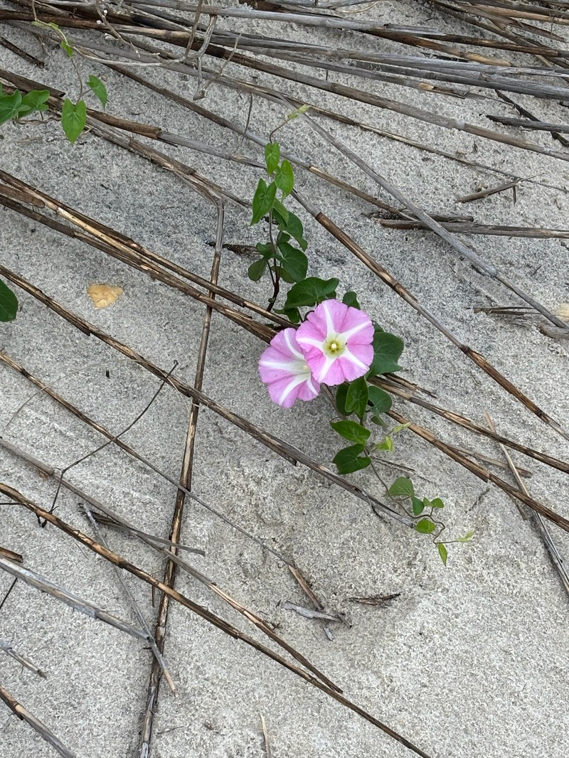 Calystegia sepium subsp. americana photo 4