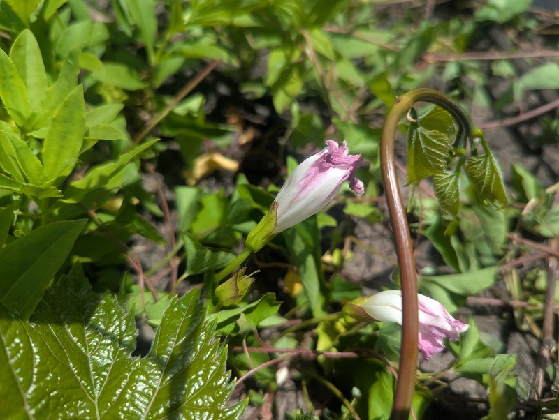 Calystegia sepium subsp. americana photo 5