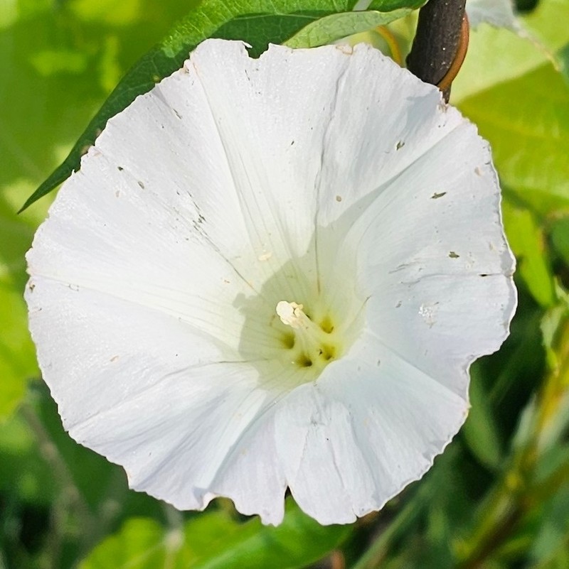 Calystegia sepium subsp. angulata
