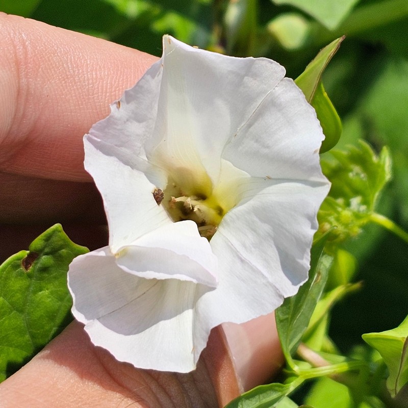 Calystegia sepium subsp. angulata photo 2
