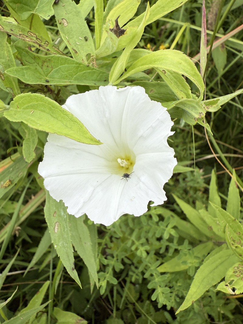 Calystegia sepium subsp. angulata photo 3