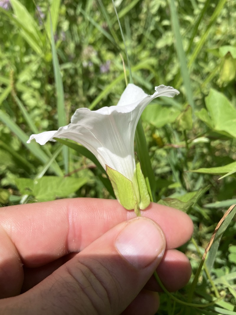 Calystegia sepium subsp. angulata photo 5
