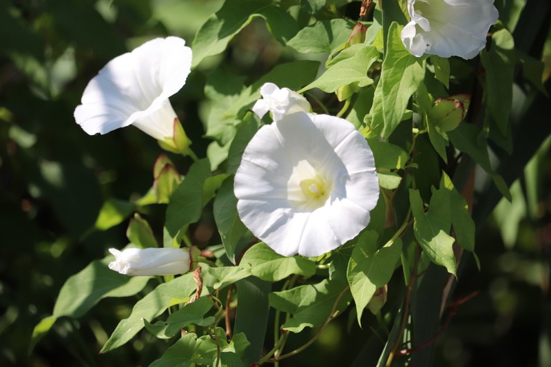 Calystegia sepium subsp. angulata photo 6