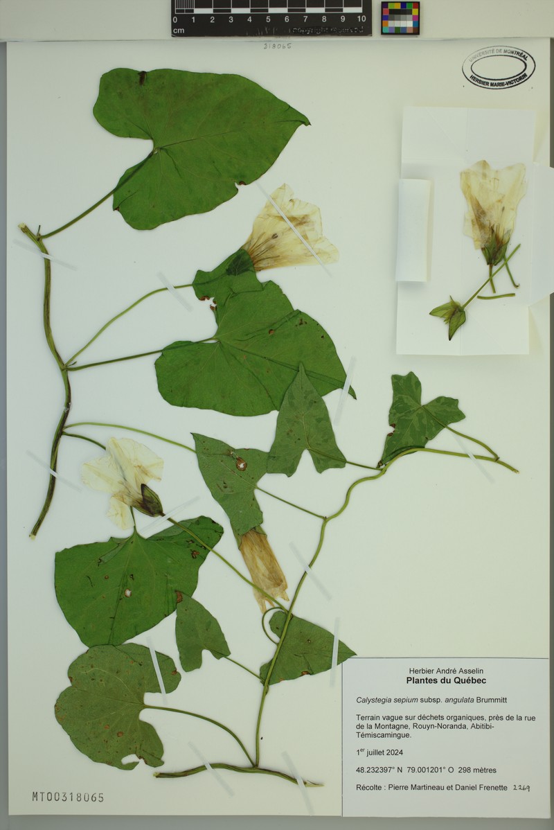 Calystegia sepium subsp. angulata photo 7