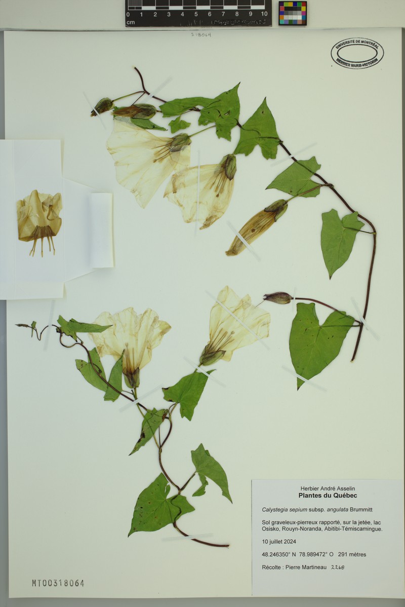 Calystegia sepium subsp. angulata photo 8