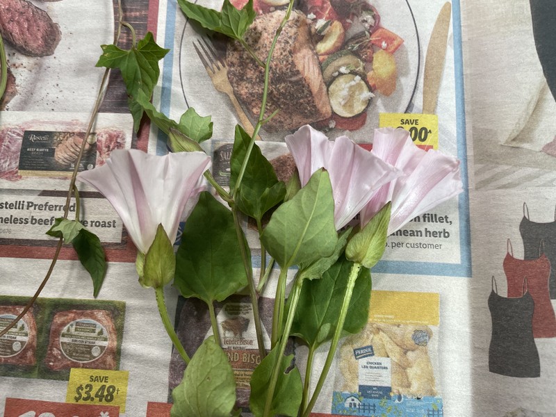 Calystegia sepium subsp. appalachiana