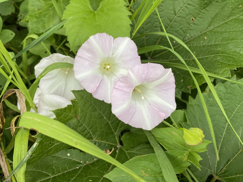 Calystegia sepium subsp. appalachiana photo 2
