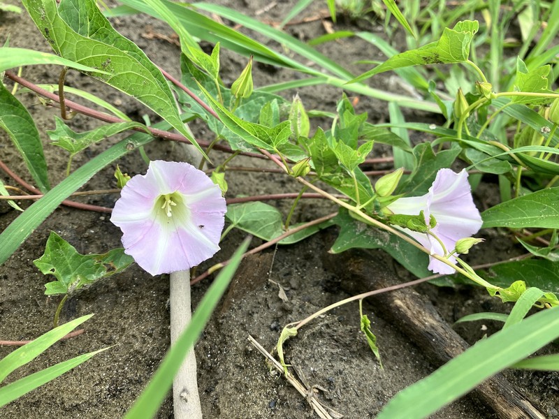 Calystegia sepium subsp. appalachiana photo 3