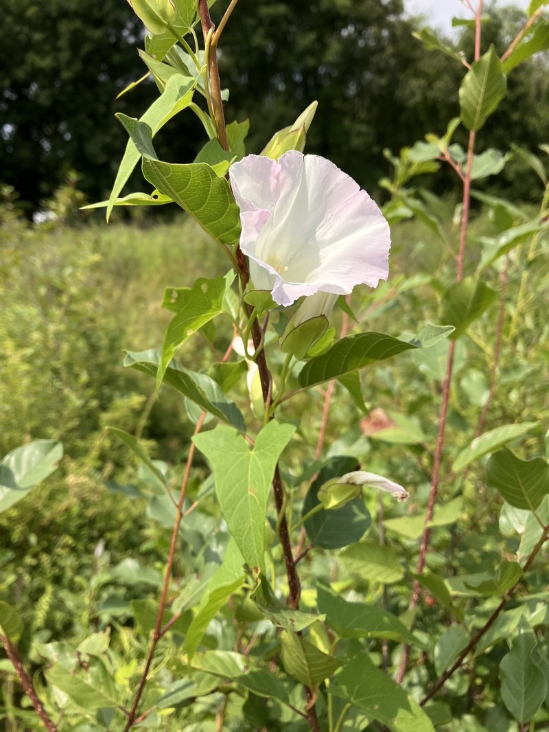 Calystegia sepium subsp. appalachiana photo 4
