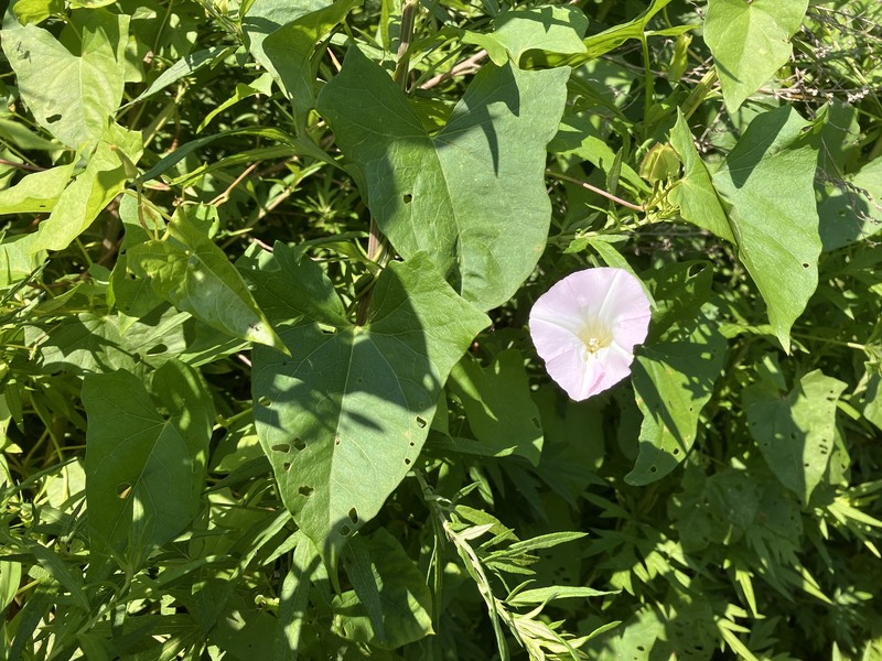 Calystegia sepium subsp. appalachiana photo 5