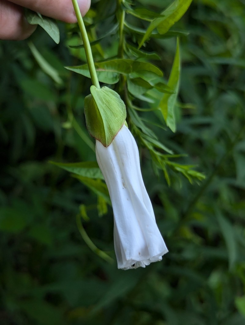 Calystegia sepium subsp. appalachiana photo 6