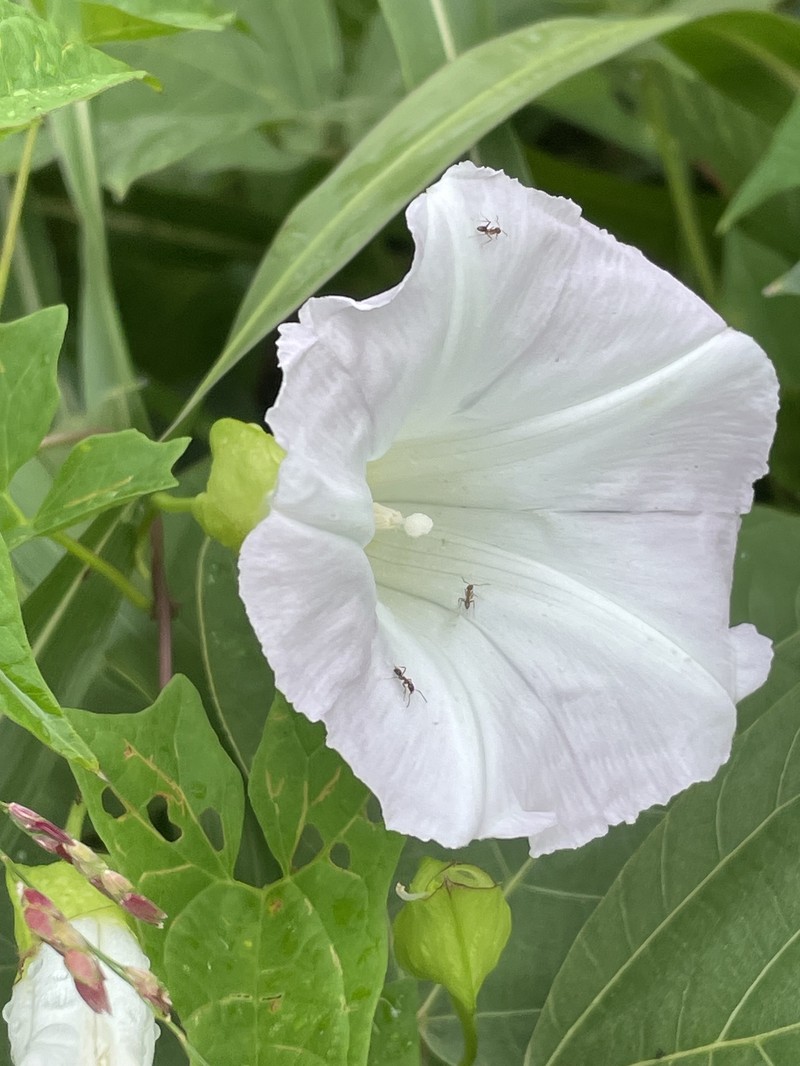 Calystegia sepium subsp. appalachiana photo 7