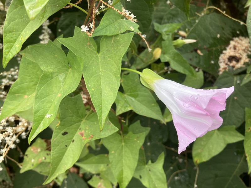 Calystegia sepium subsp. appalachiana photo 8