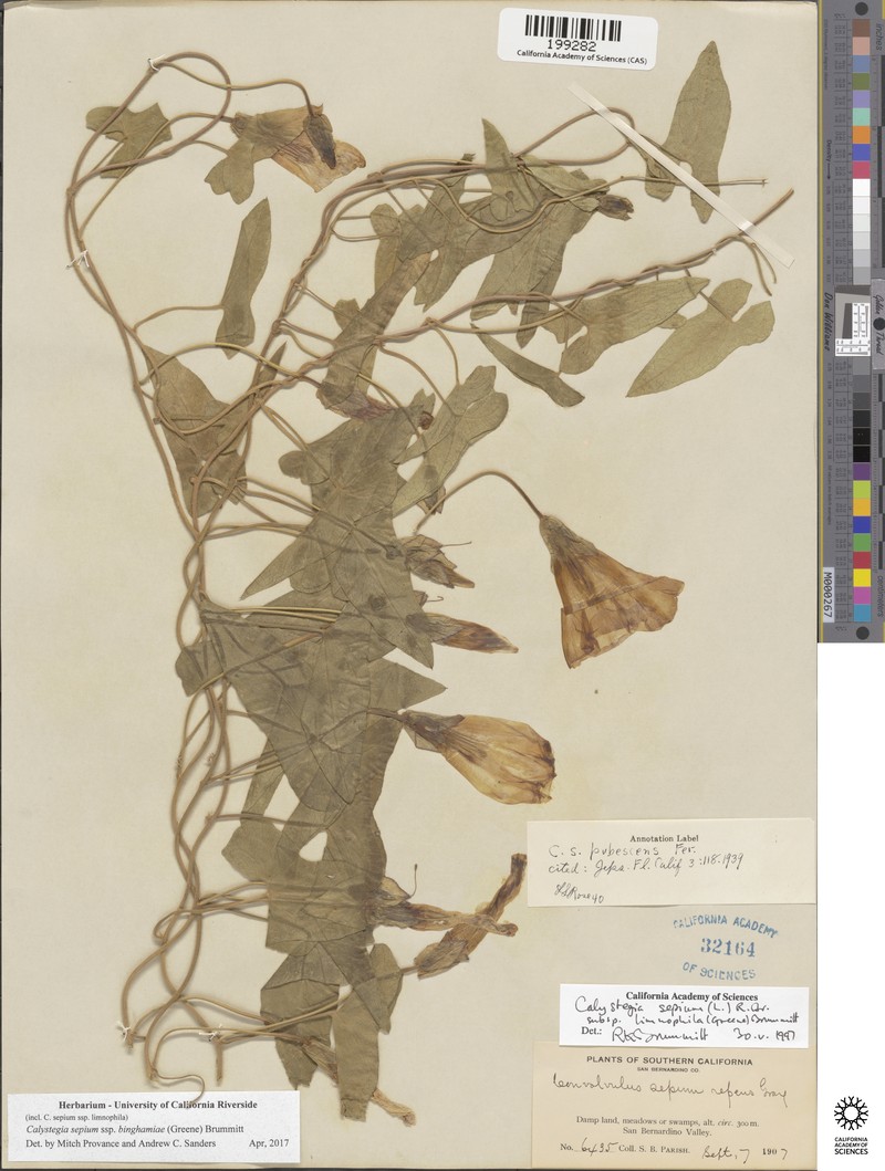 Calystegia sepium subsp. binghamiae photo 4