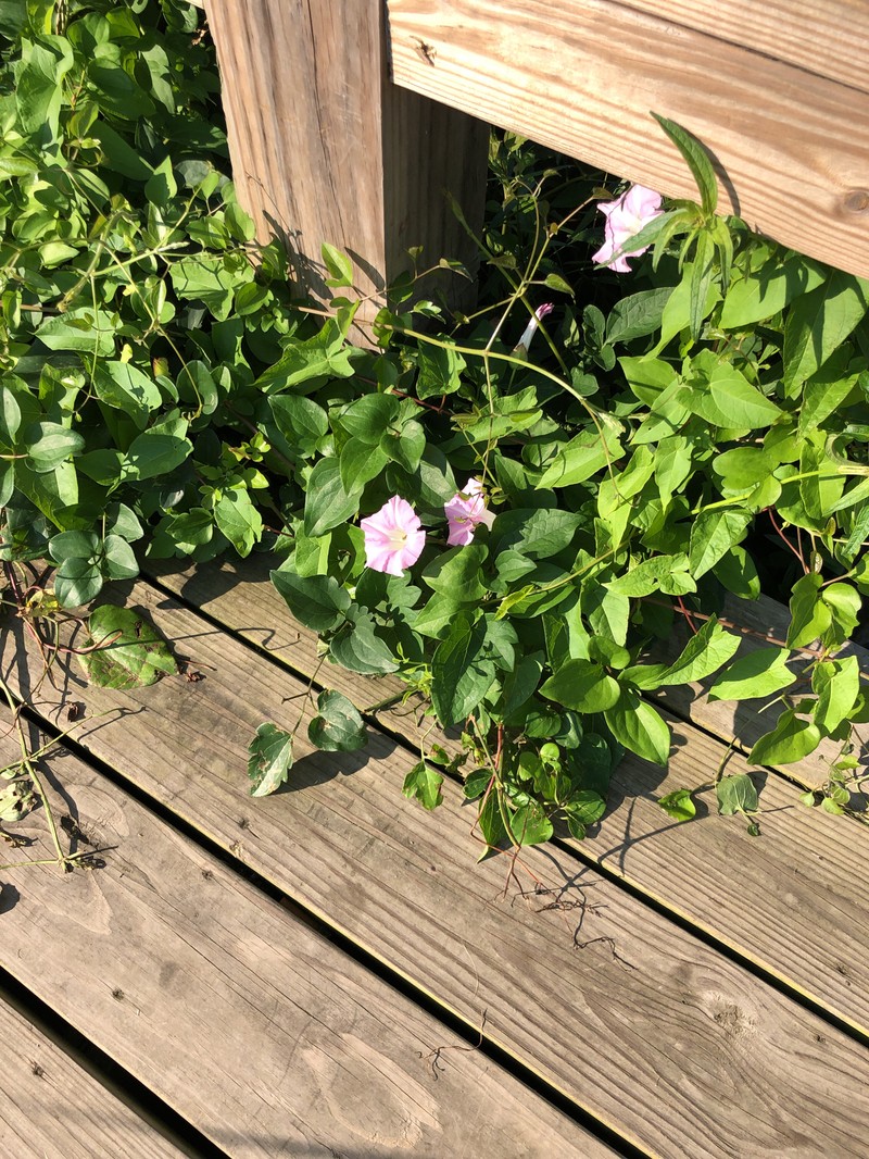 Calystegia sepium subsp. erratica